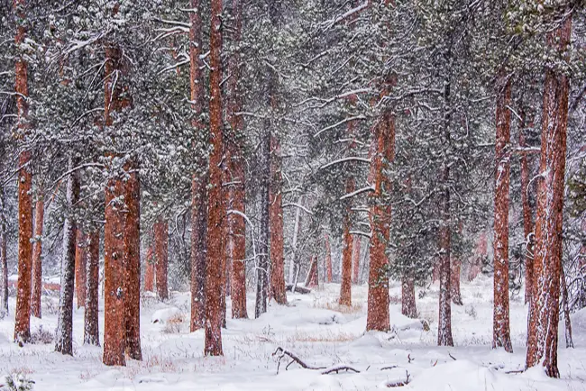 Ponderosa Pine forest in fresh snow on a Winter Estes Park Tour